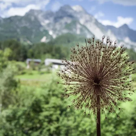 Ferienpension Bierbaumer